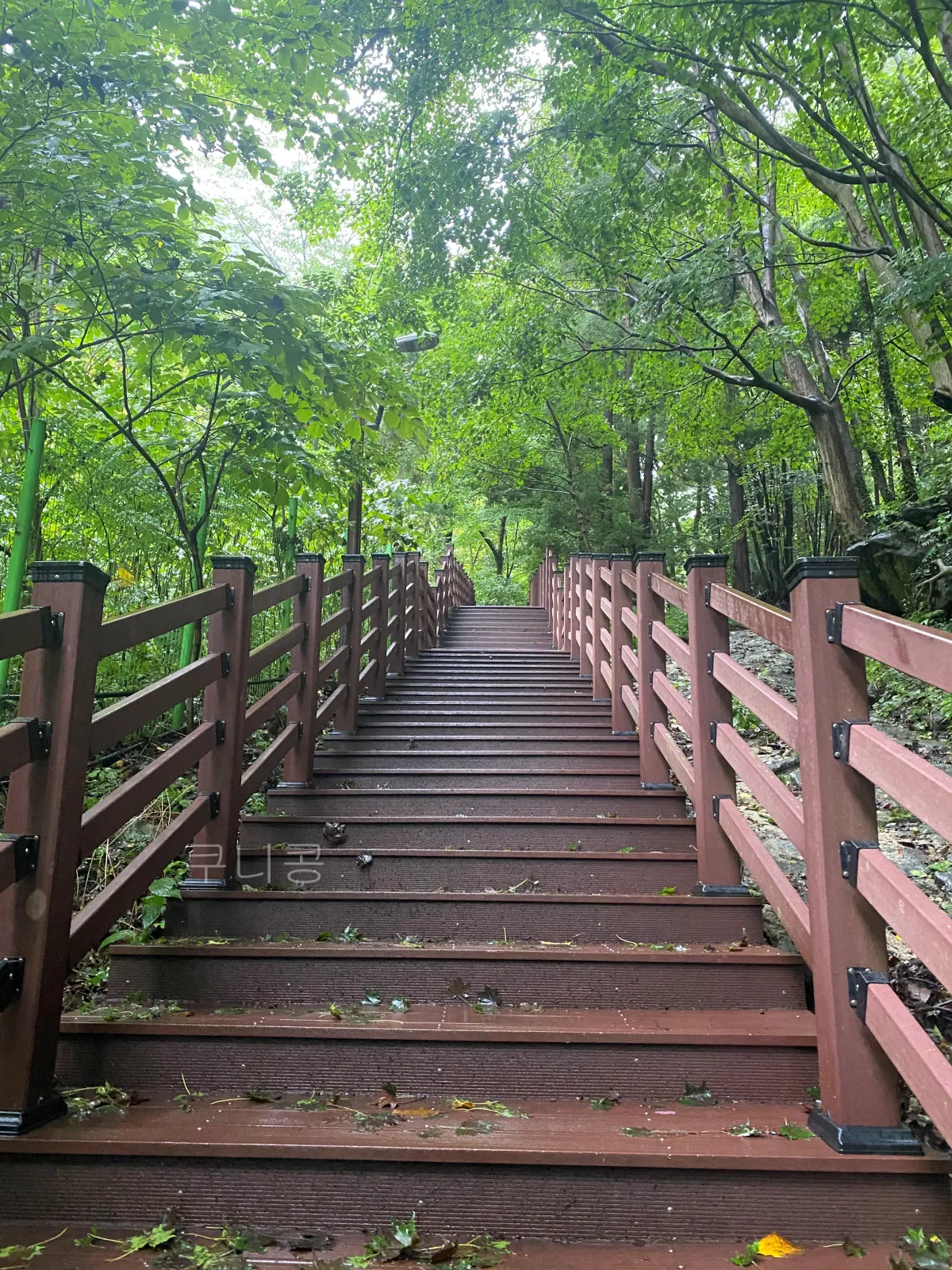 울릉도-추석가족여행-2일차-봉래폭포-입장료할인-주차정보-등산-난이도