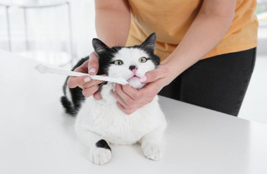 칫솔과 고양이.