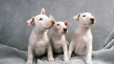 새끼 불테리어 3마리 사진