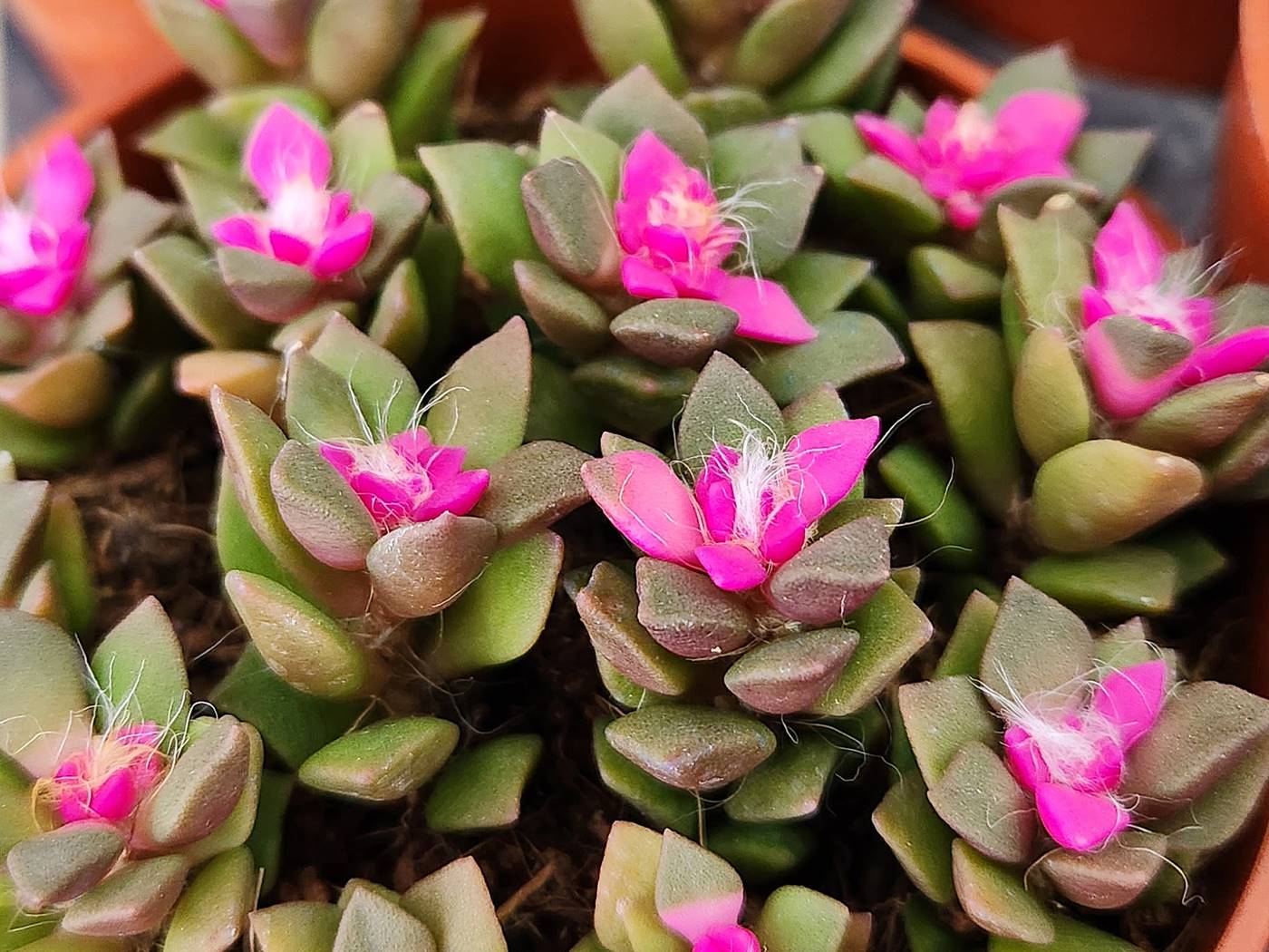 취설송(아나캄프세로스)