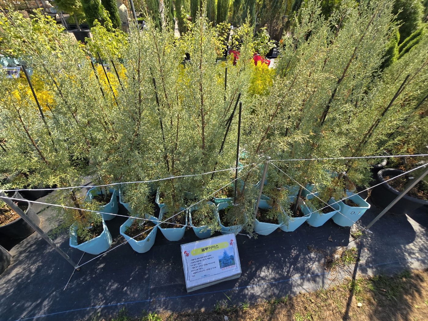 다양한나무들이 소품부터 중품대품까지 다양하게 볼 수 있어요.