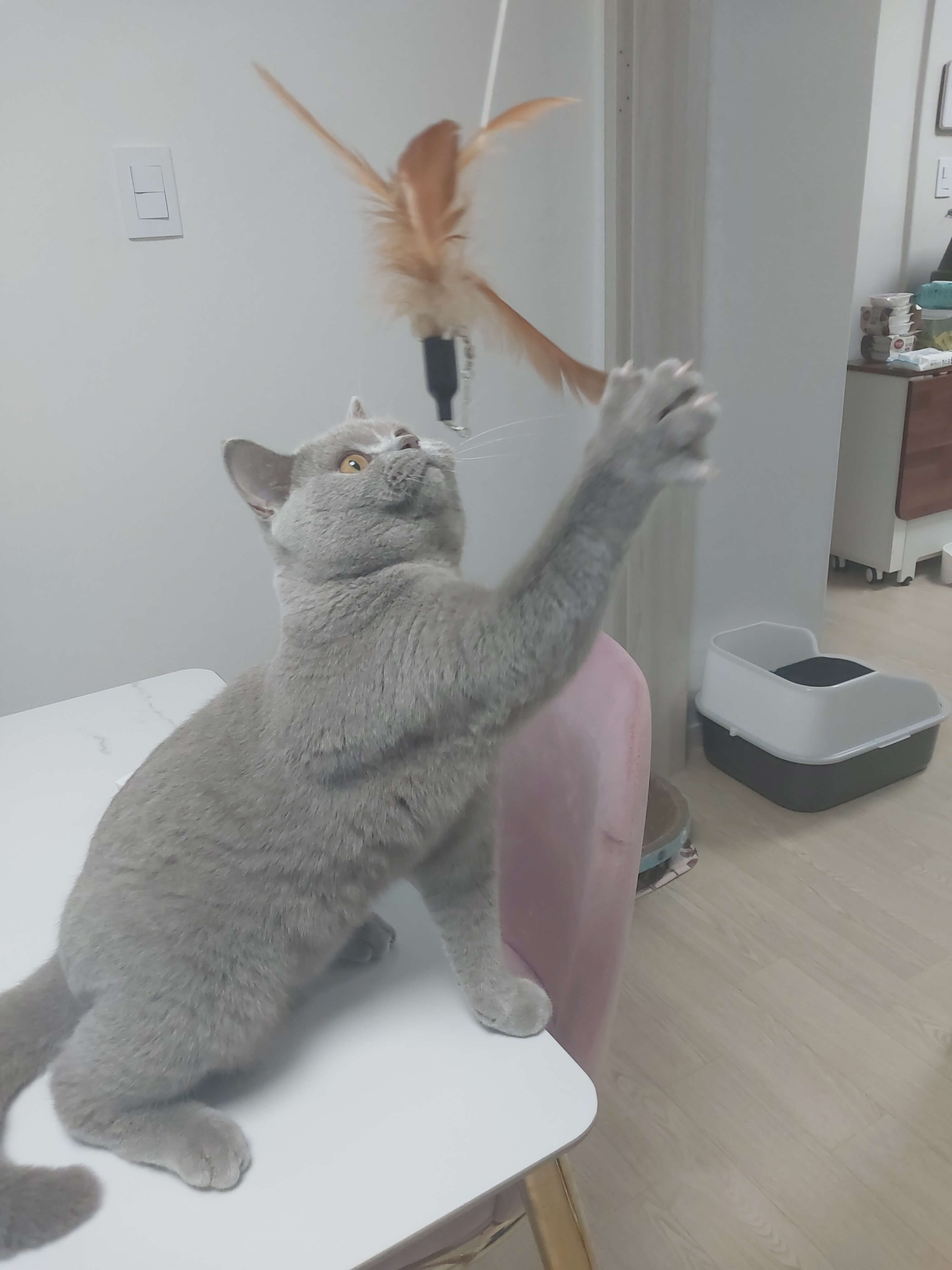 깃털 낚시대로 에너지를 해소해요.