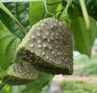 하늘마 먹는법 효능 부작용