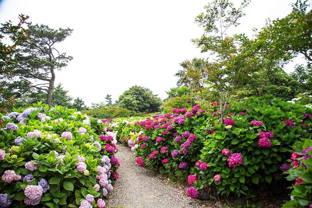 제주 현애원 수국정원