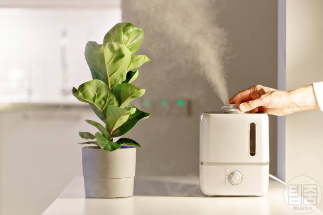 공기정화식물 키우기 효과 종류 추천 가습기