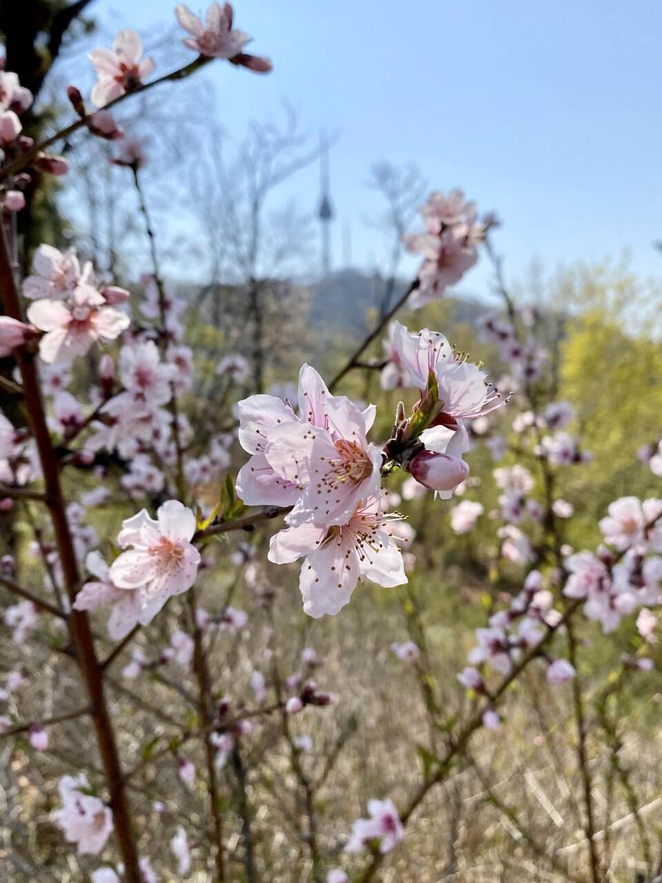 보은 벚꽃길 축제
