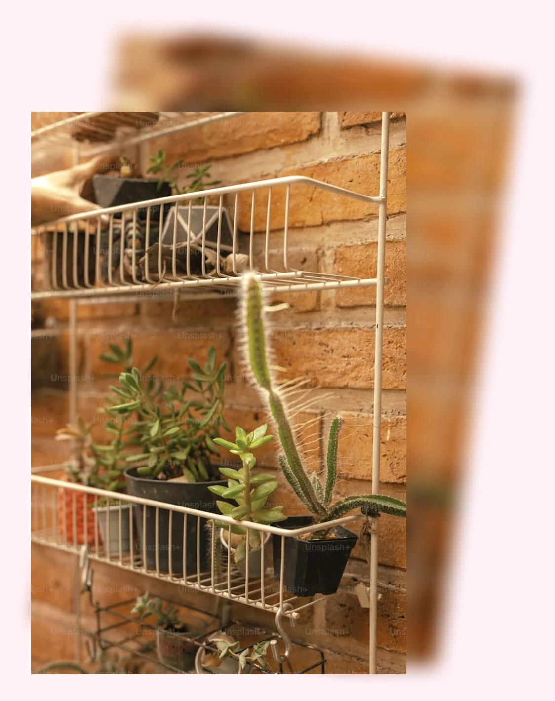 반려묘를 위한 플랜테리어_2_subsection