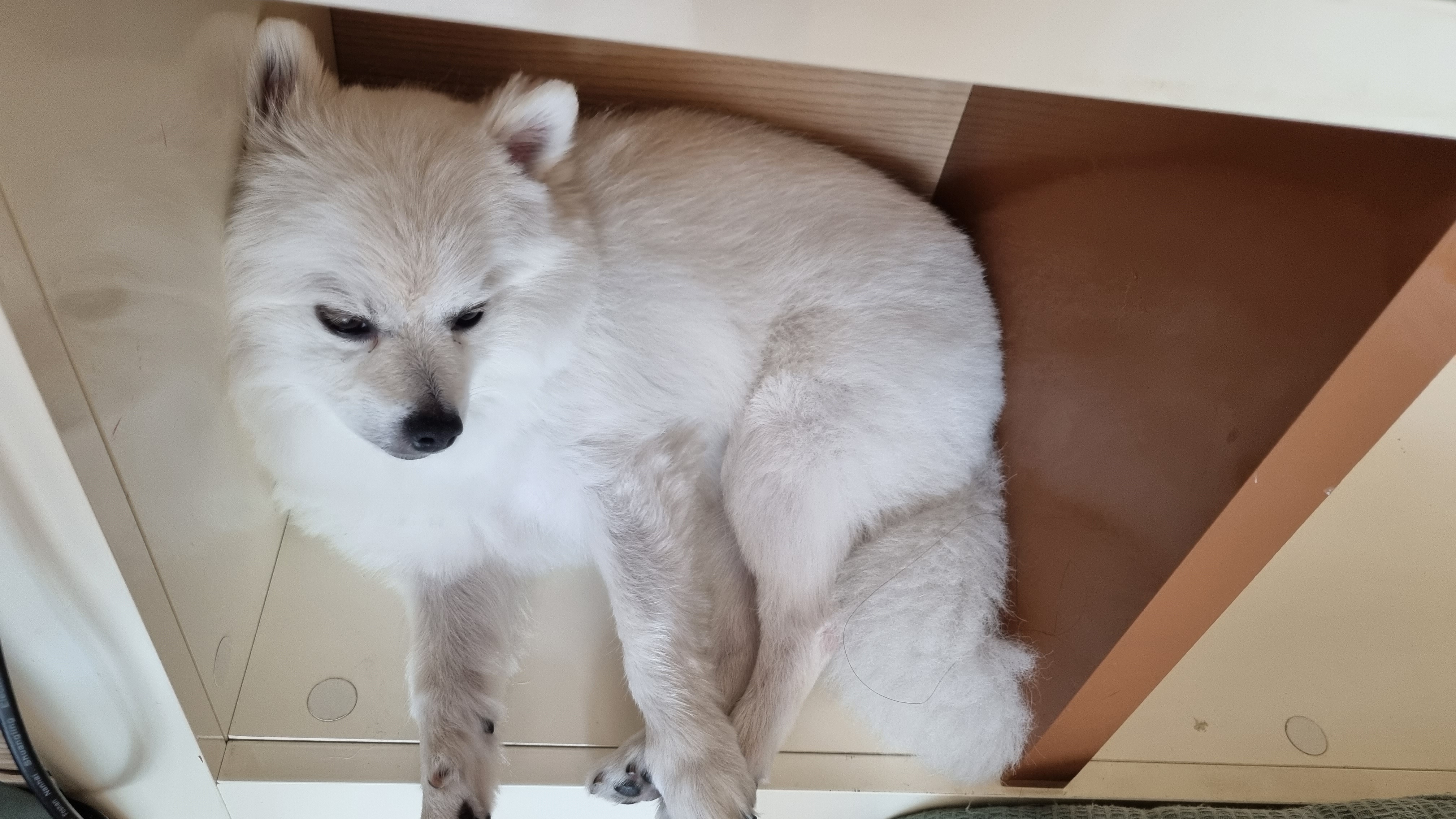 책장속의 토토