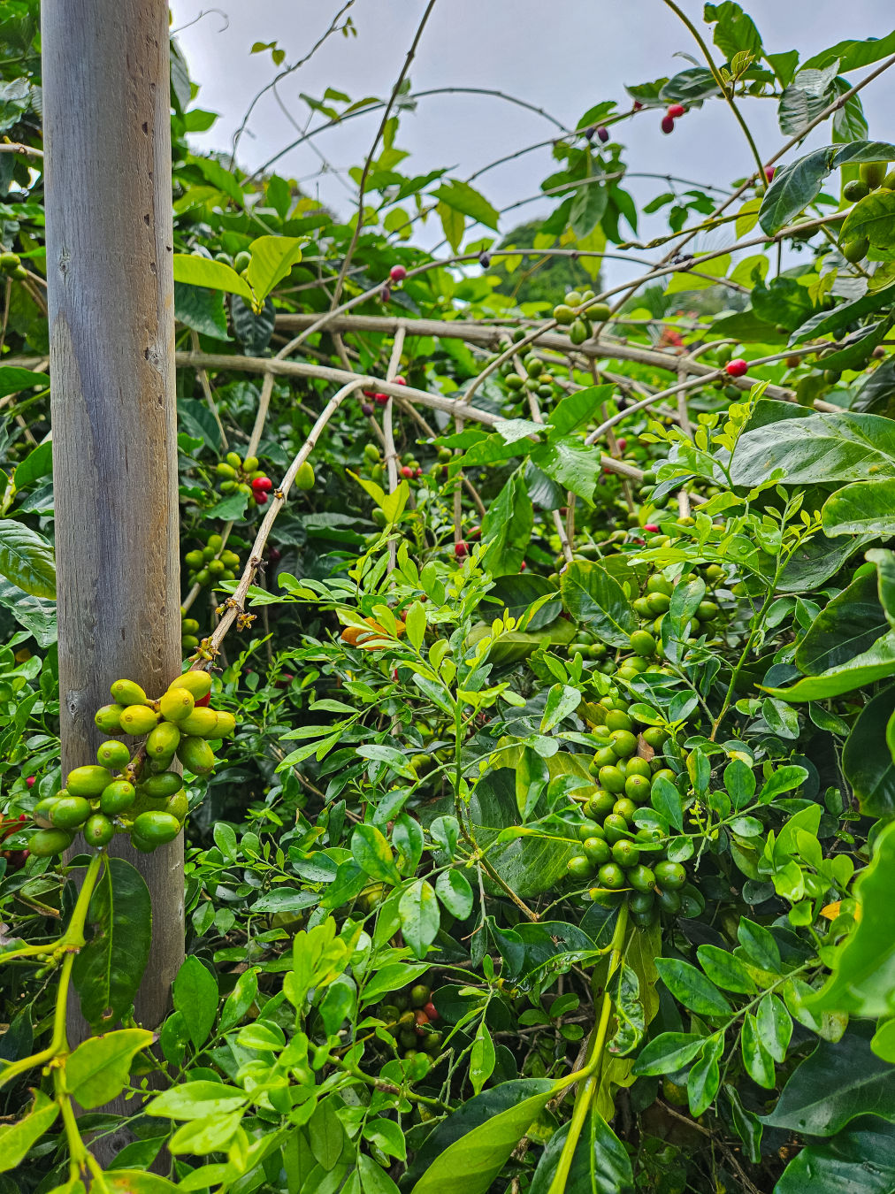 코나 조 커피 콩