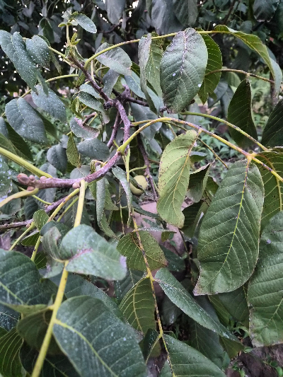 호두열매가 보이는 사진