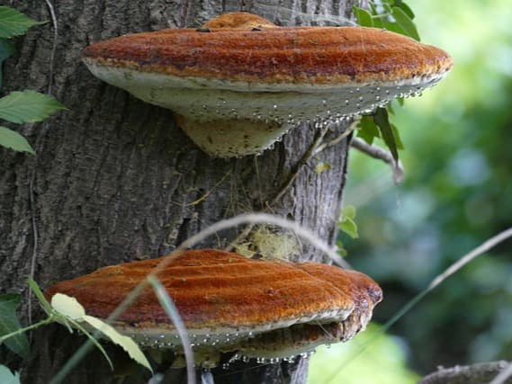 상황버섯 면역력 강화