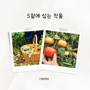 5월에 심는 작물