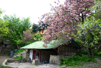 서산 개심사 청벚꽃 개화시기 명소_19