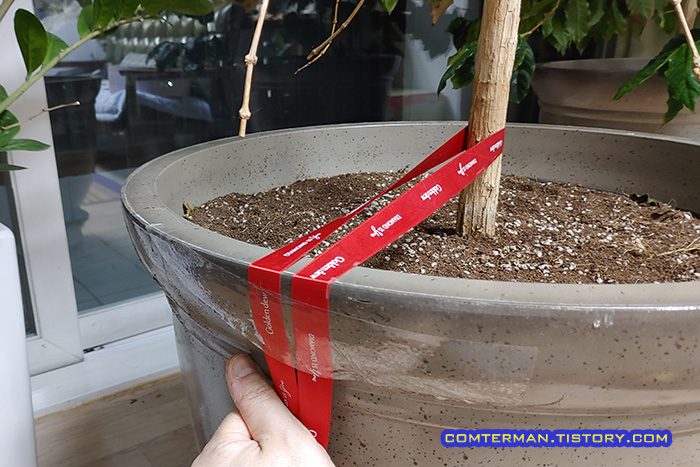화분 나무 고정 박스테이프 고정