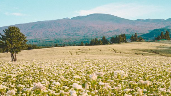 제주 오라동 메밀밭