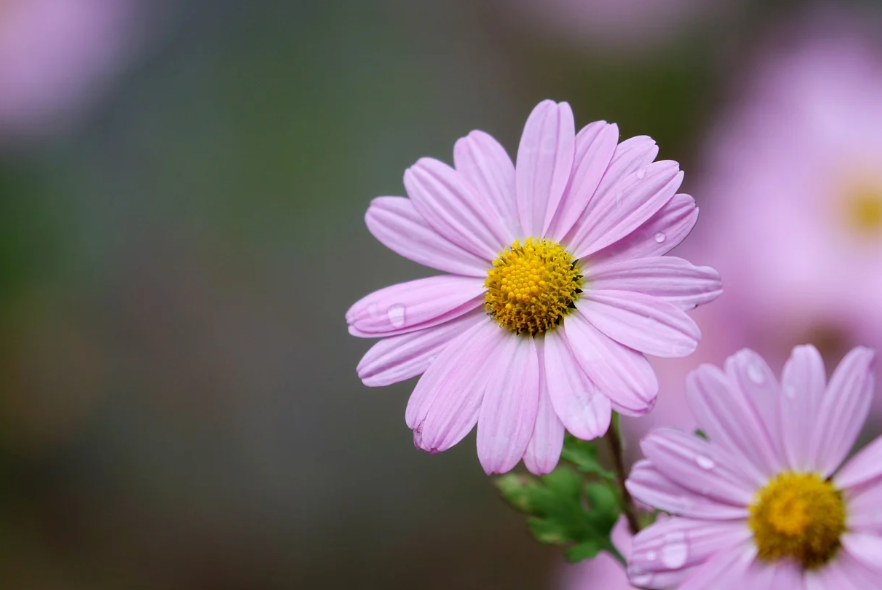 정읍 구절초축제