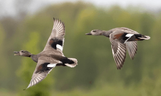 나는 꿈, 날으는 꿈, 날아오르는 꿈