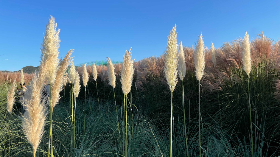 양주 나리농원 꽃 축제