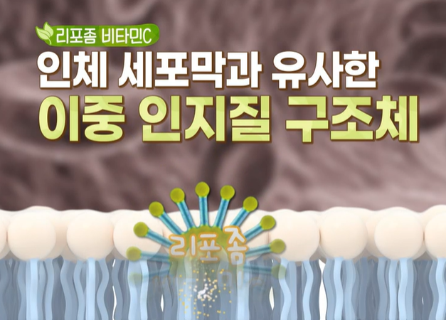 리포좀 비타민C