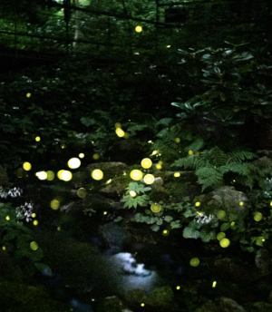 2025 화담숲 단풍축제 예약 완벽 가이드 &amp;#124; 절정시기&middot;꿀팁 총정리