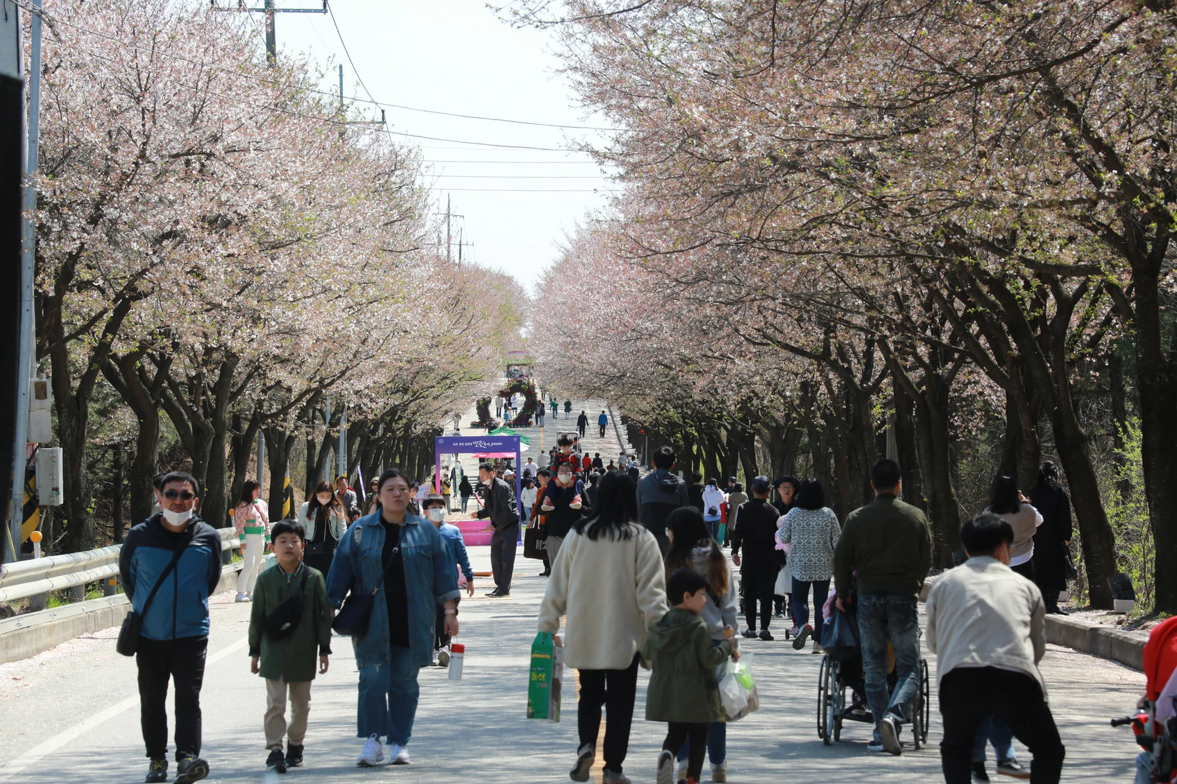 여주흥천남한강 벚꽃축제