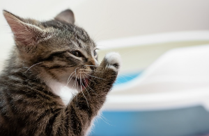 발을 핣는 고양이