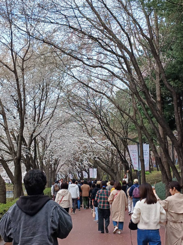 석촌호수 막바지 상춘객