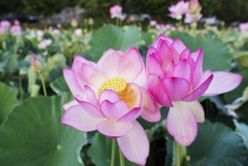 아름답게-피어있는-분홍-연꽃