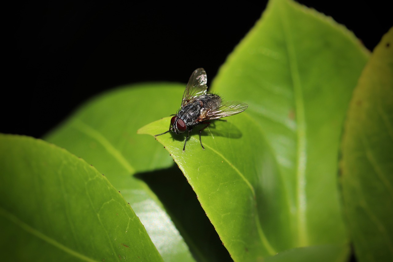 파리 날파리 왕파리