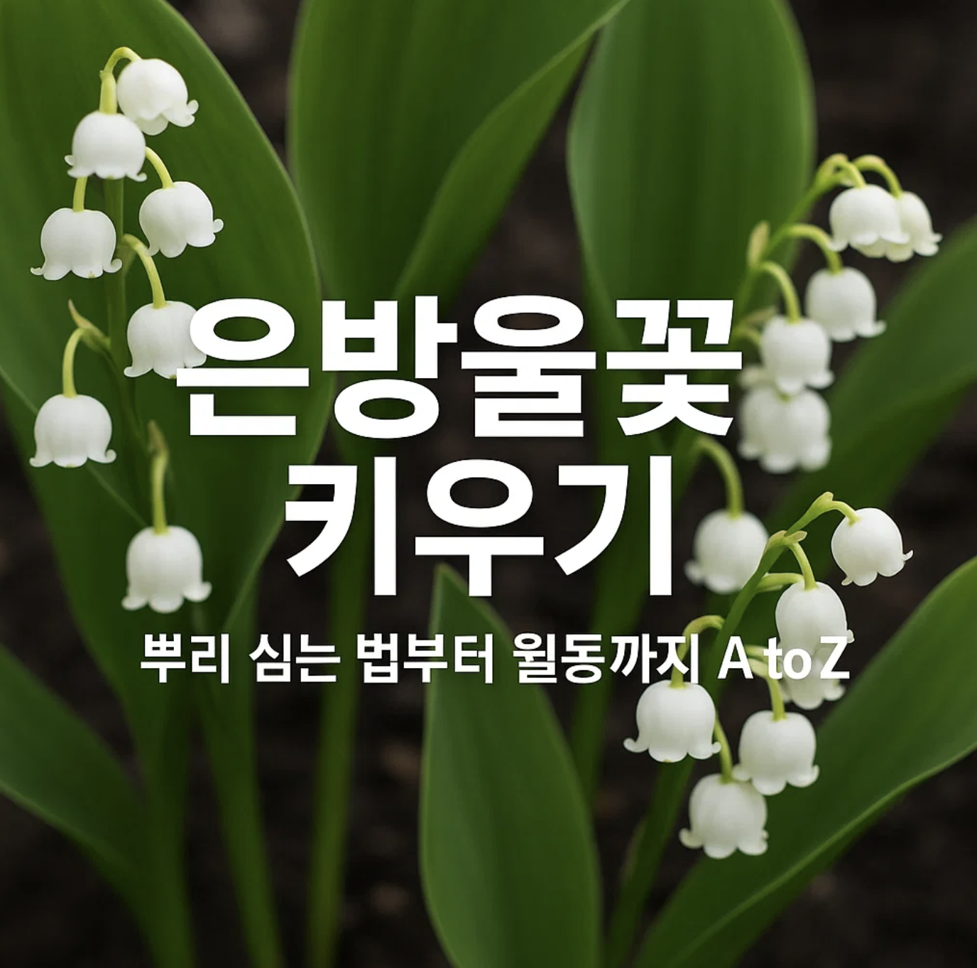 은방울꽃 키우기, 뿌리 심는 법부터 월동까지 A to Z