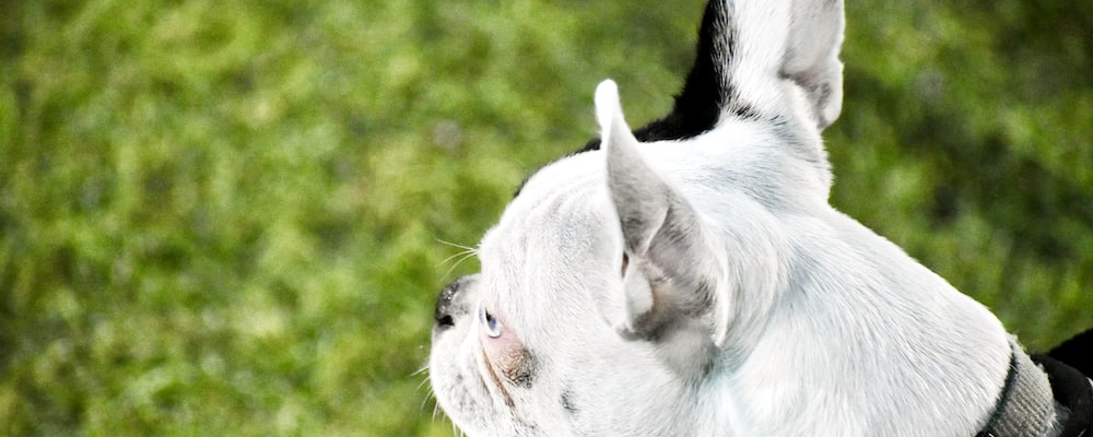 강아지 혼내는 방법 4