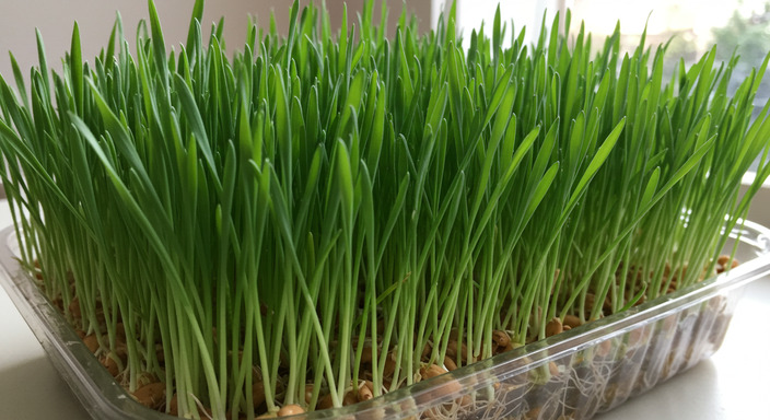 새싹보리키우기