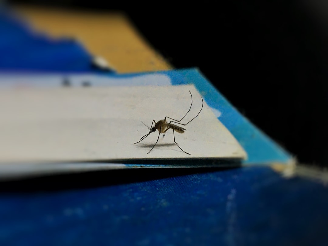 Dengue.