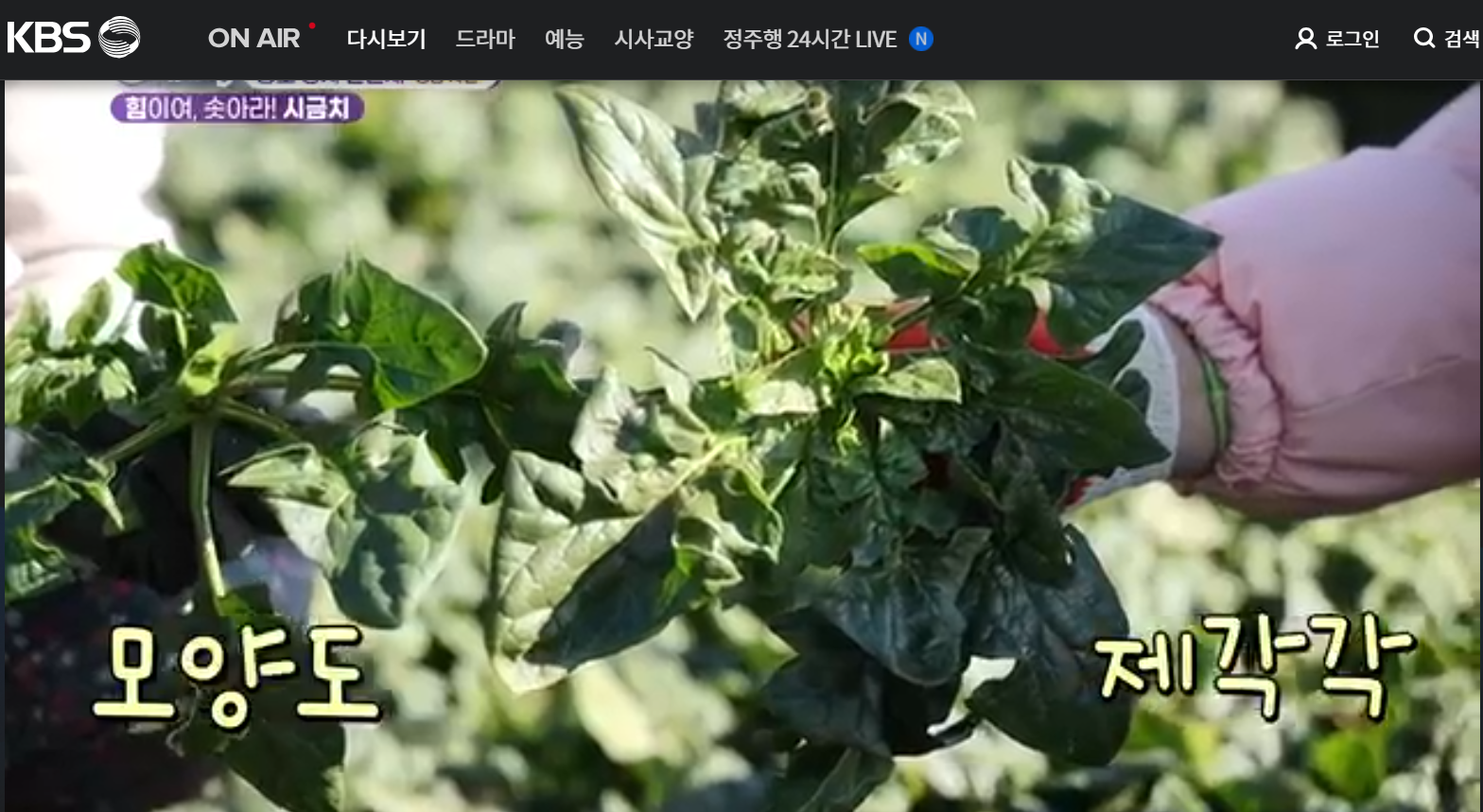 12월 23일 방송된 [ 시금치 - 경남 사천 ] 관련 정보입니다