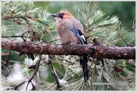 동네 공원 내 계절별 새·곤충 행동 변화 관찰기