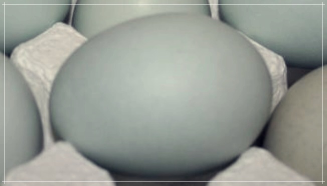 청란의 효능, 먹는 방법, 그리고 가격에 대하여