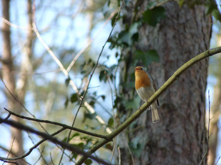 나무위의 새그림