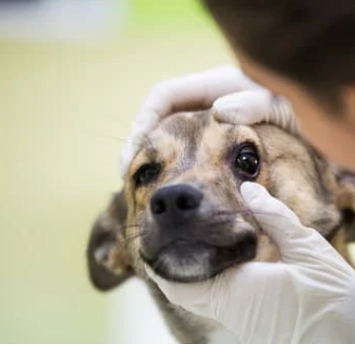 강아지 눈 주변 냄새&amp;#44; 왜 날까? 눈 영양제로 해결 방법까지