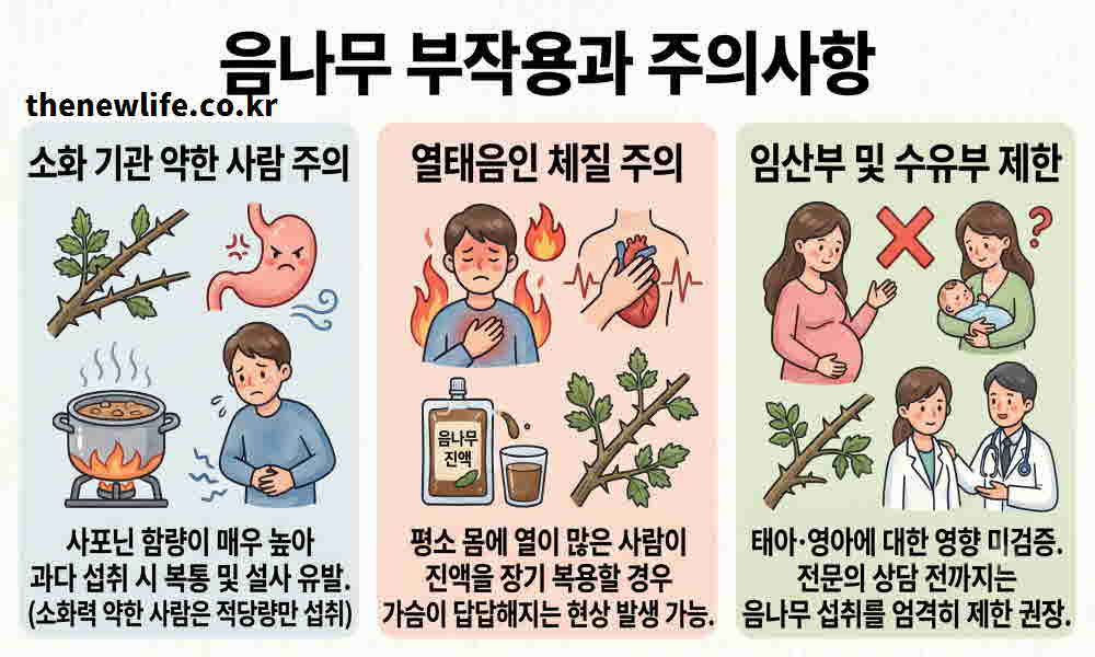 음나무 효능 부작용