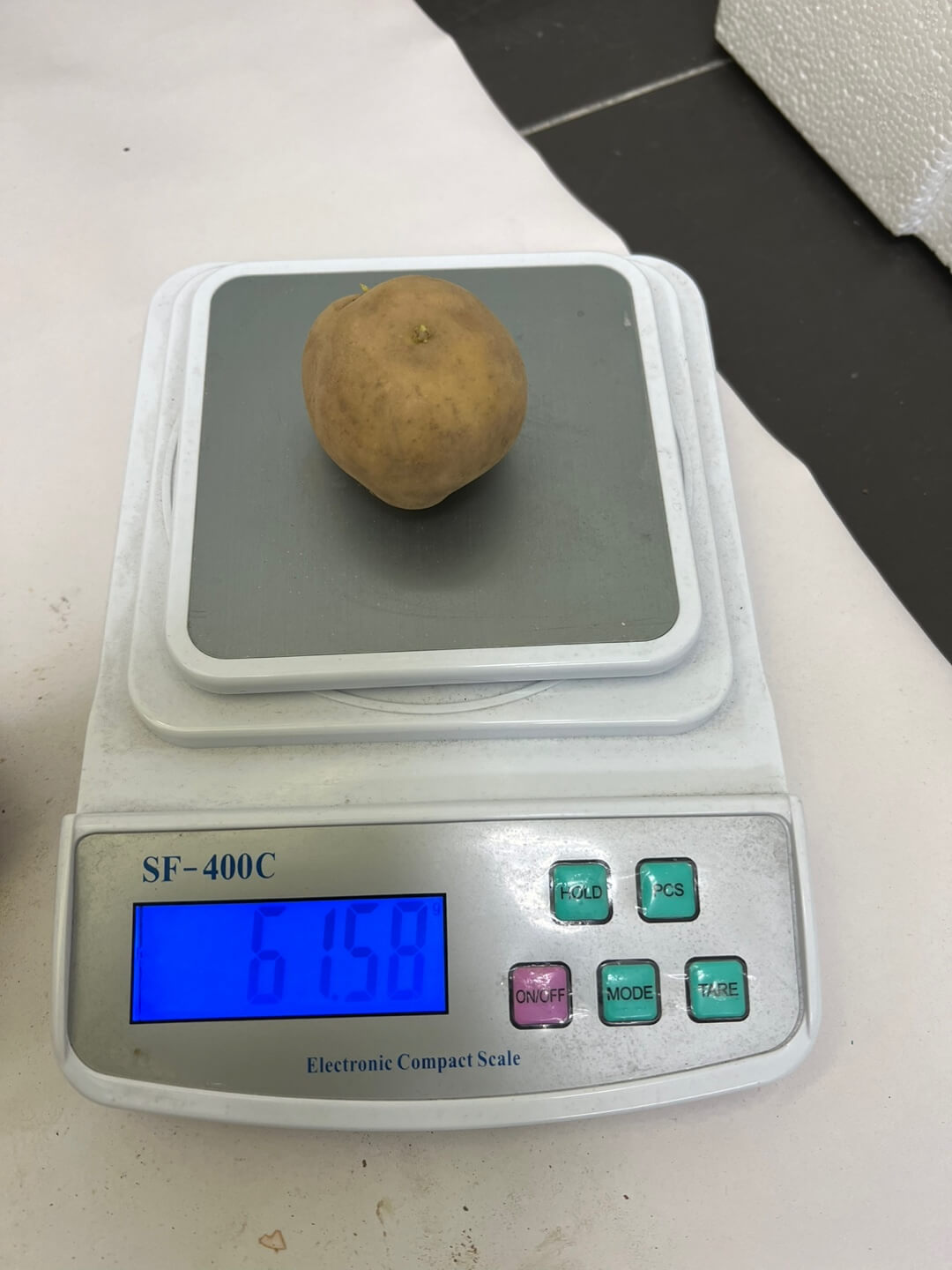 씨감자 무게 약 60g