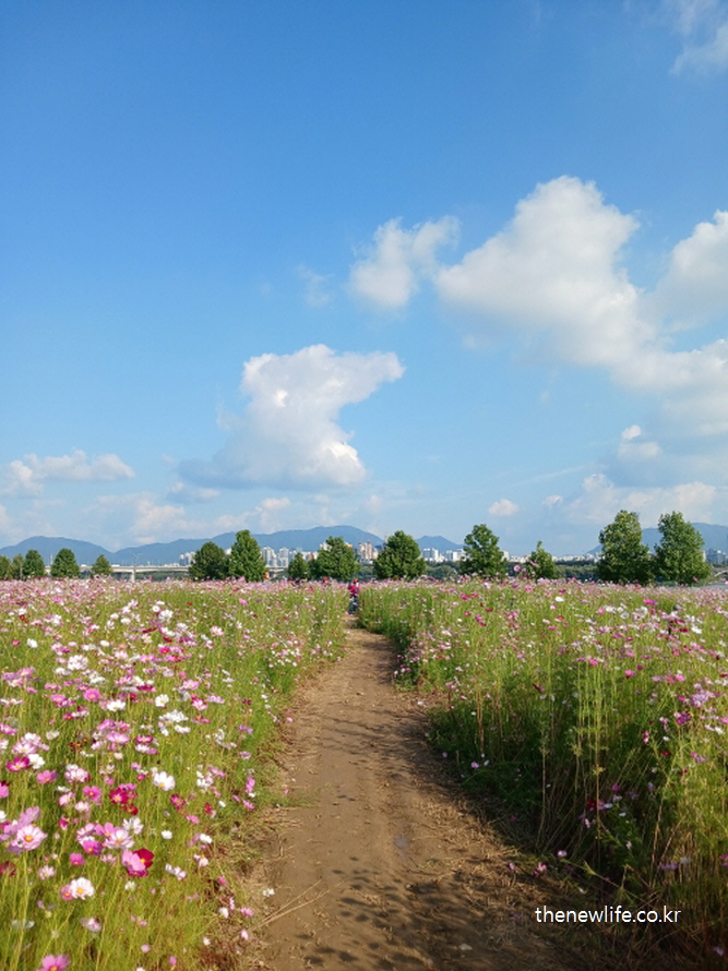 구리 한강시민공원 코스모스 길 중앙 산책로 &ndash; 꽃밭 사이를 곧게 이어지는 길