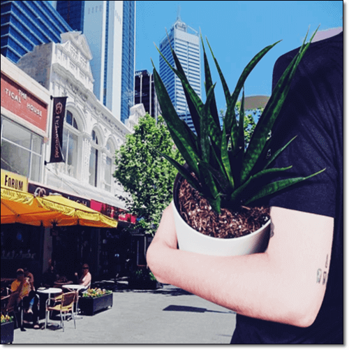 산세베리아 화분 사가는 사람