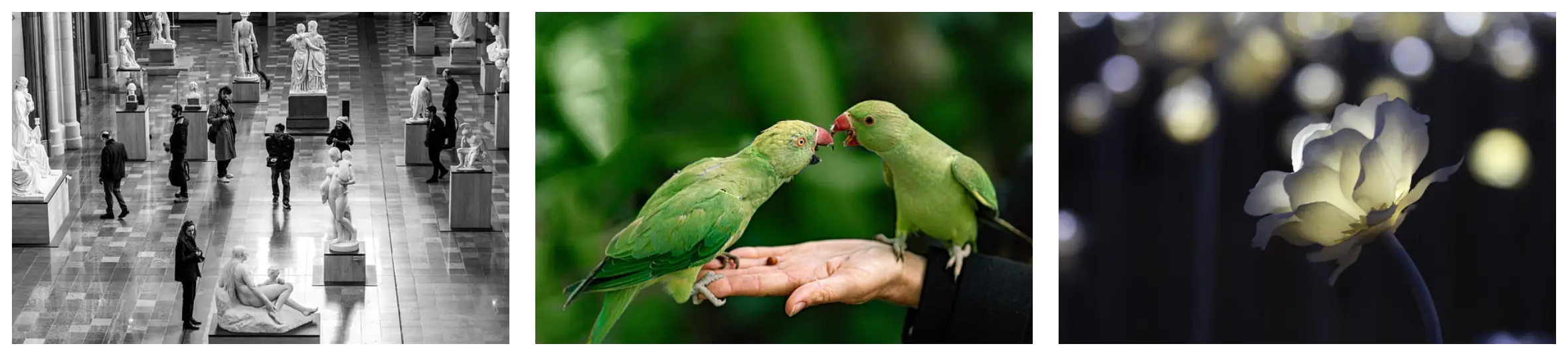 앵무새의 종류별 특징 비교