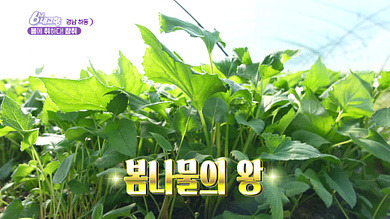 6시 내고향 다시보기