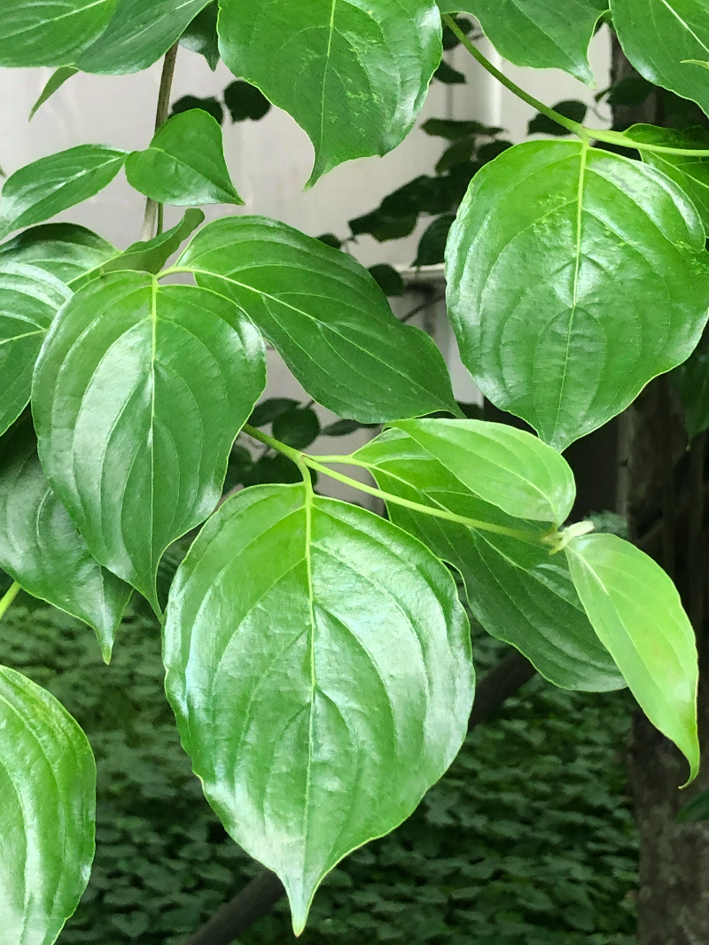 산딸나무1