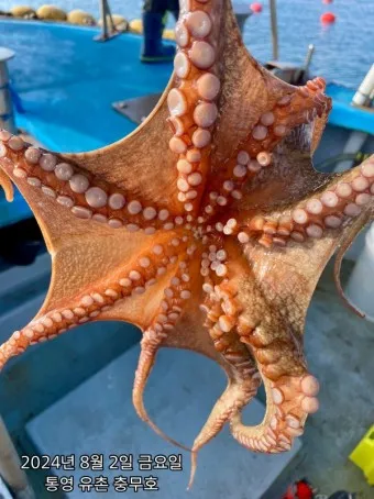 문어 삶는법 문어 요리 레시피_5