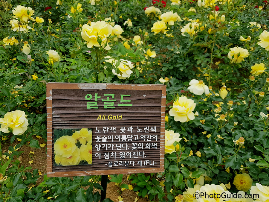 알골드
