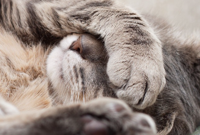 얼굴을 가리는 고양이.