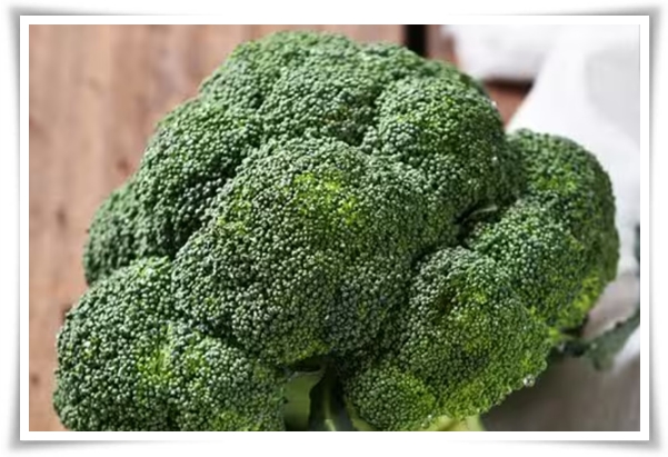 텃밭관리 "2월에 심는 텃밭 작물" 슬기로운 전원생활 가이드!