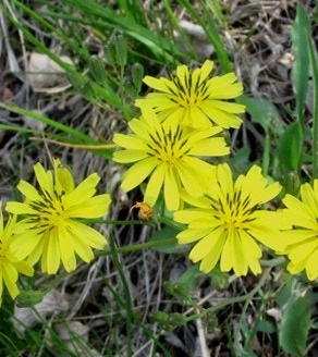 씀바귀 효능과 부작용 먹는법 고르는법